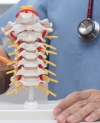 spine, back pain